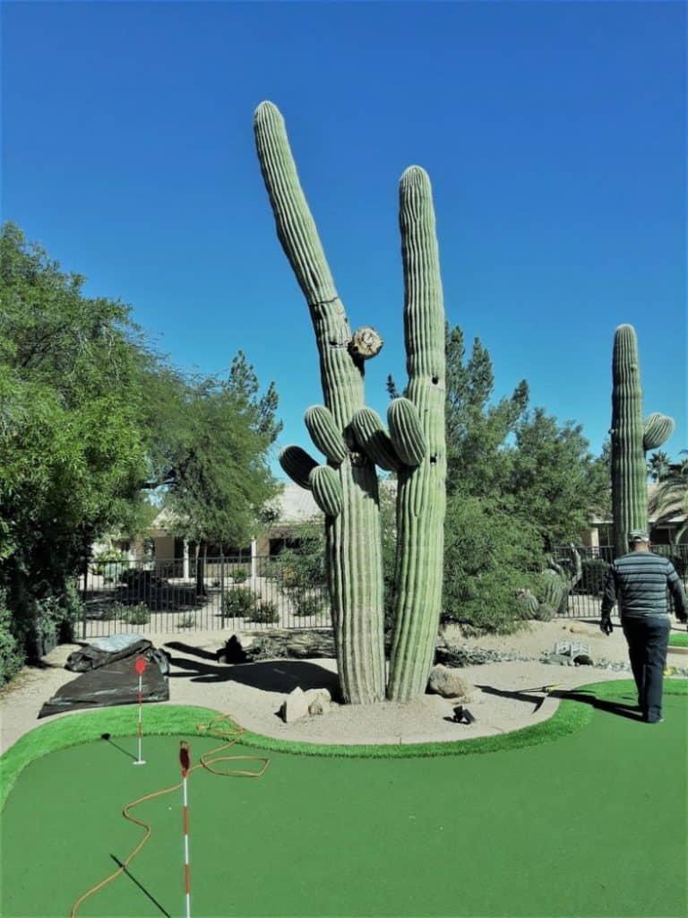 Saguaros Services in Scottsdale