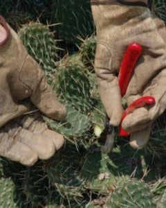 Cactus Trimming Service in Queen Creek