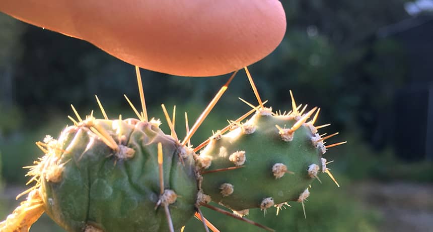 Cactus Removal Service in Phoenix
