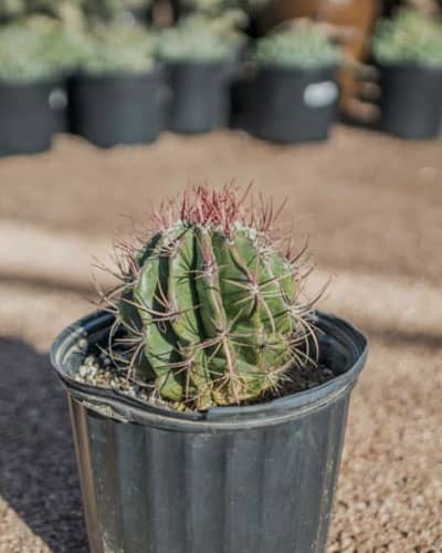 cactus-disease