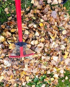 Garden Cleanup and Makeover Services in Tempe