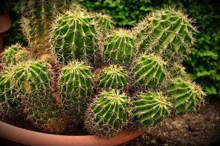 Cactus Services in Gold Canyon