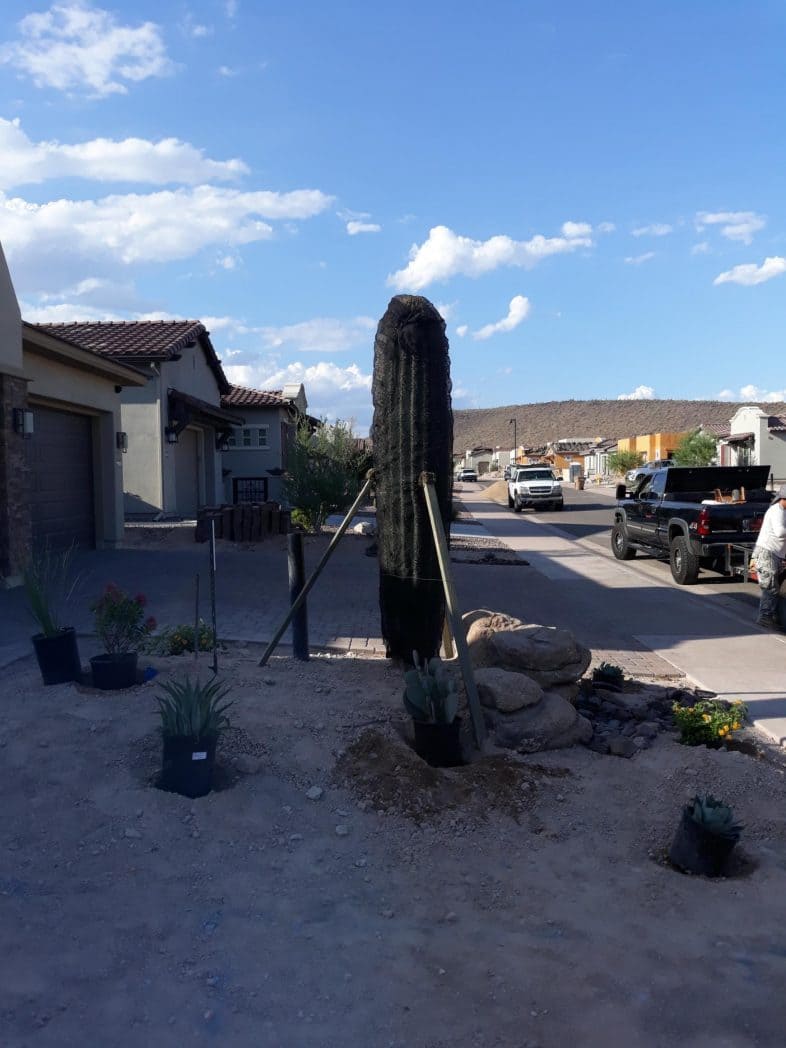 Saguaro Straightening in Glendale